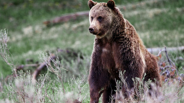 Parki narodowe USA: niedźwiedzie