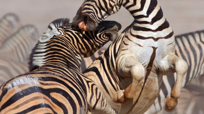 Walki Zwierzat National Geographic