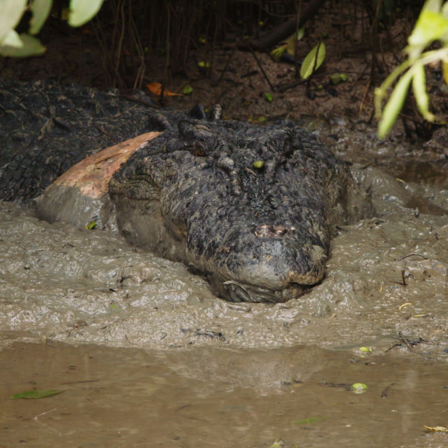Poszukiwany: Krokodyl różańcowy