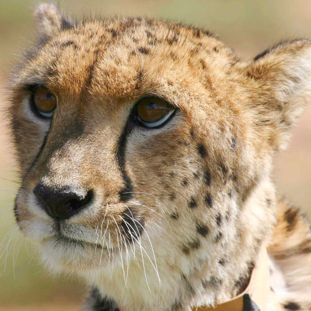Cudowny gepard
