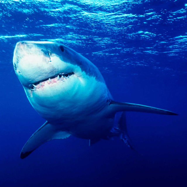 Najgroźniejsze zwierzęta świata: szaleństwa rekinów