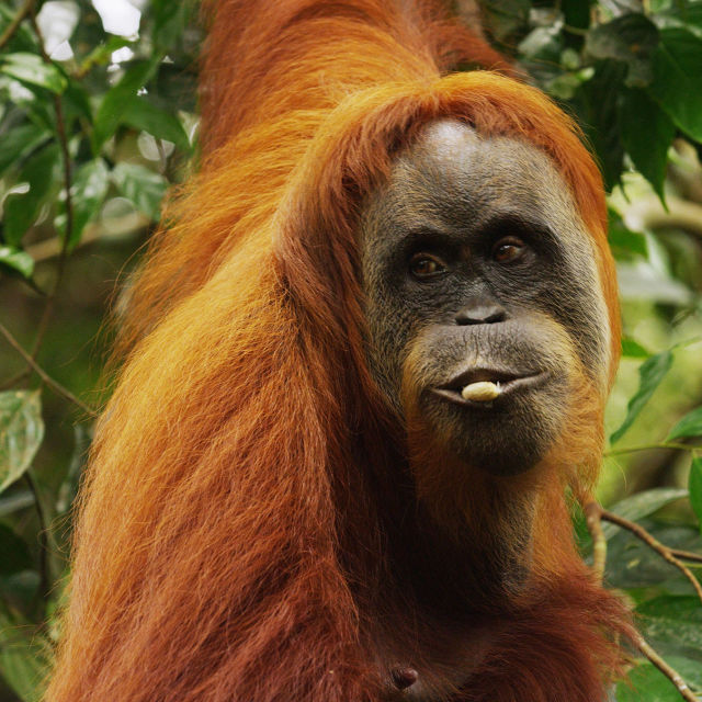 Ostatni raj orangutanów