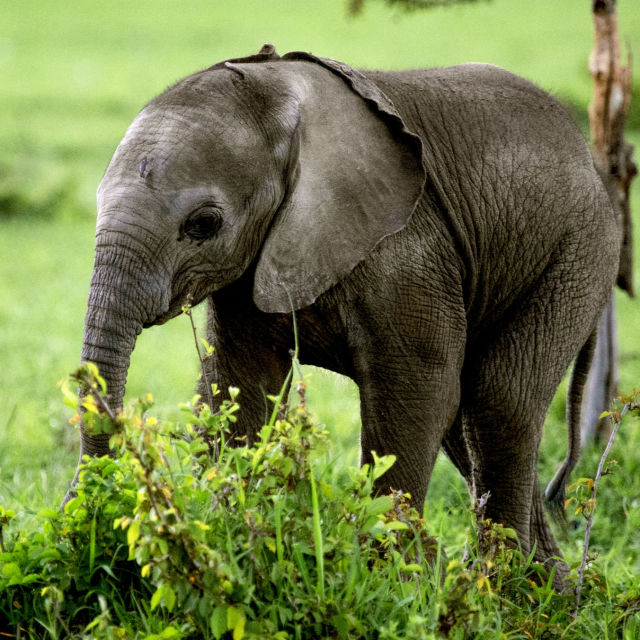 Słoniątko poznaje świat