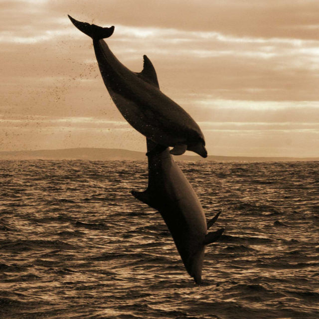 Dynastia delfinów