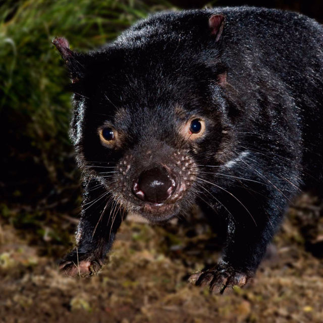 Diabeł tasmański: historia prawdziwa