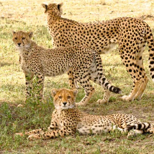 Królowa z Serengeti