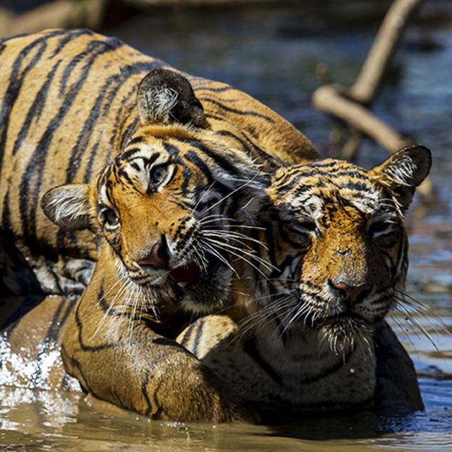 Tygrysia matka