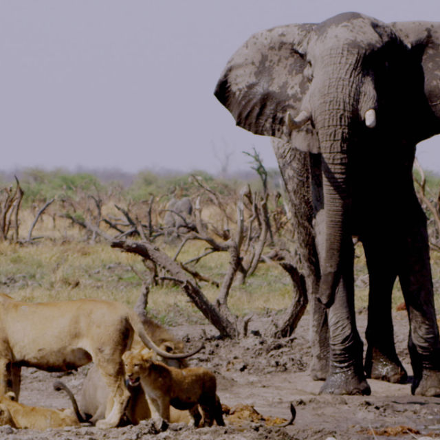 Najgroźniejsze zwierzęta Afryki