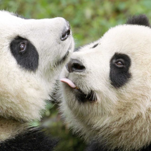 Życie dzikiej pandy