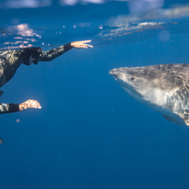 Sekrety rekinów z Maui