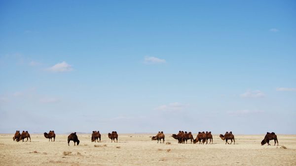 Dzika Mongolia