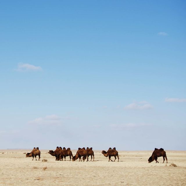 Dzika Mongolia