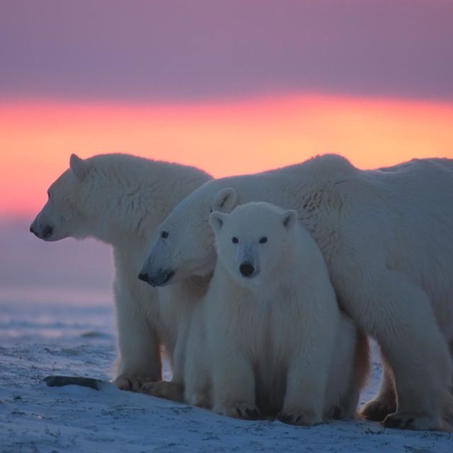 Królestwo niedźwiedzi polarnych