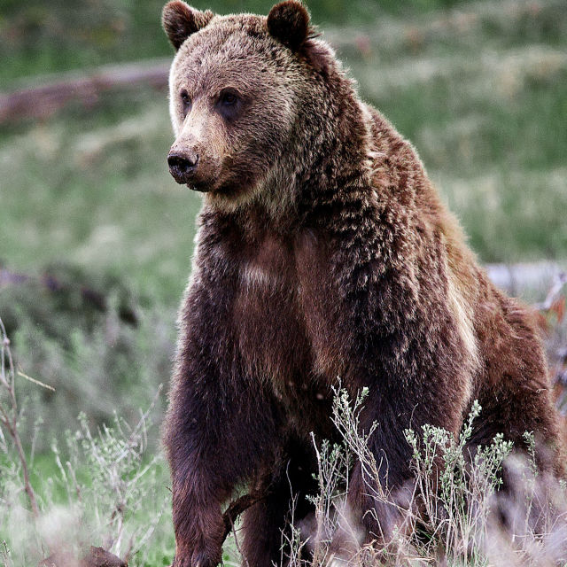 Parki narodowe USA: niedźwiedzie