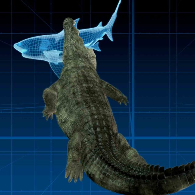 Krokodyl kontra rekin: odwieczni wrogowie