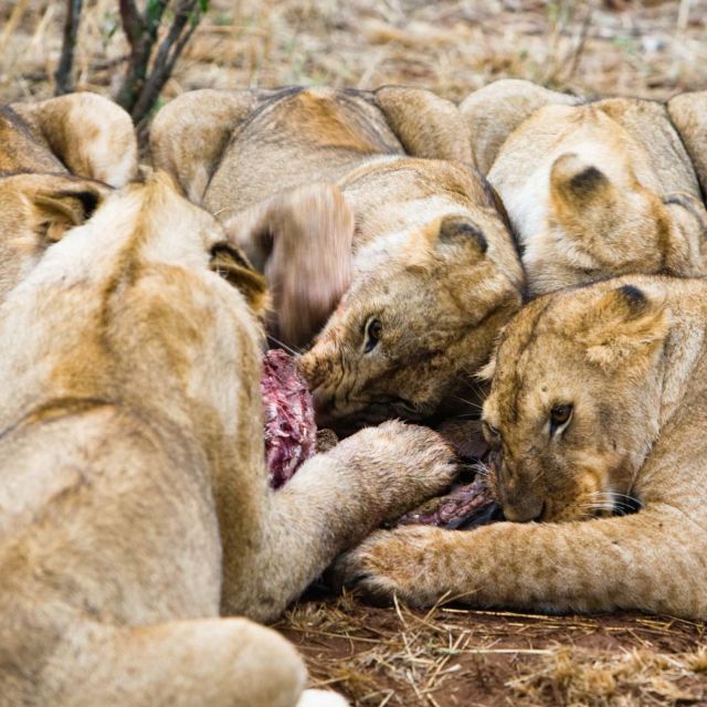 Najgroźniejsze zwierzęta świata: lwy